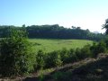 Overgrown crater
